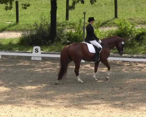 dressage horse Pianus (Westphalian, 2001, from Pilaro)