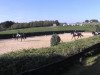 dressage horse Herbstwind 68 (Trakehner, 2000, from Van Deyk)