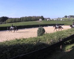 dressage horse Herbstwind 68 (Trakehner, 2000, from Van Deyk)