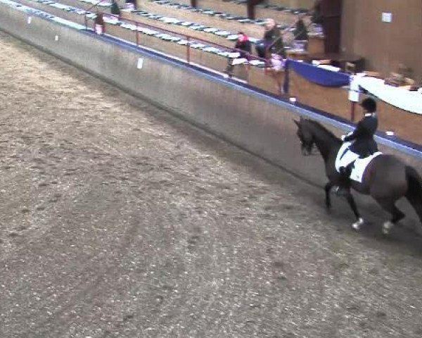 dressage horse Lanart (Holsteiner, 2005, from Lasino)