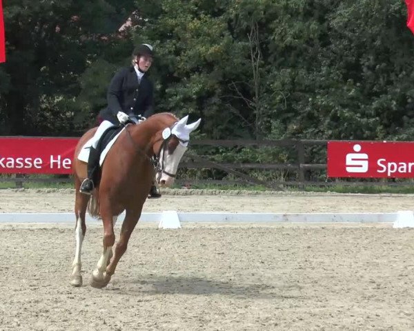 dressage horse Velvet Vivien (German Riding Pony, 2005, from Veivel R)