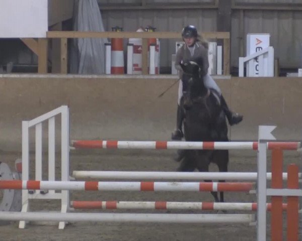 jumper Van Dyck R (German Riding Pony, 2003, from Veivel R)