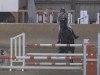 jumper Van Dyck R (German Riding Pony, 2003, from Veivel R)