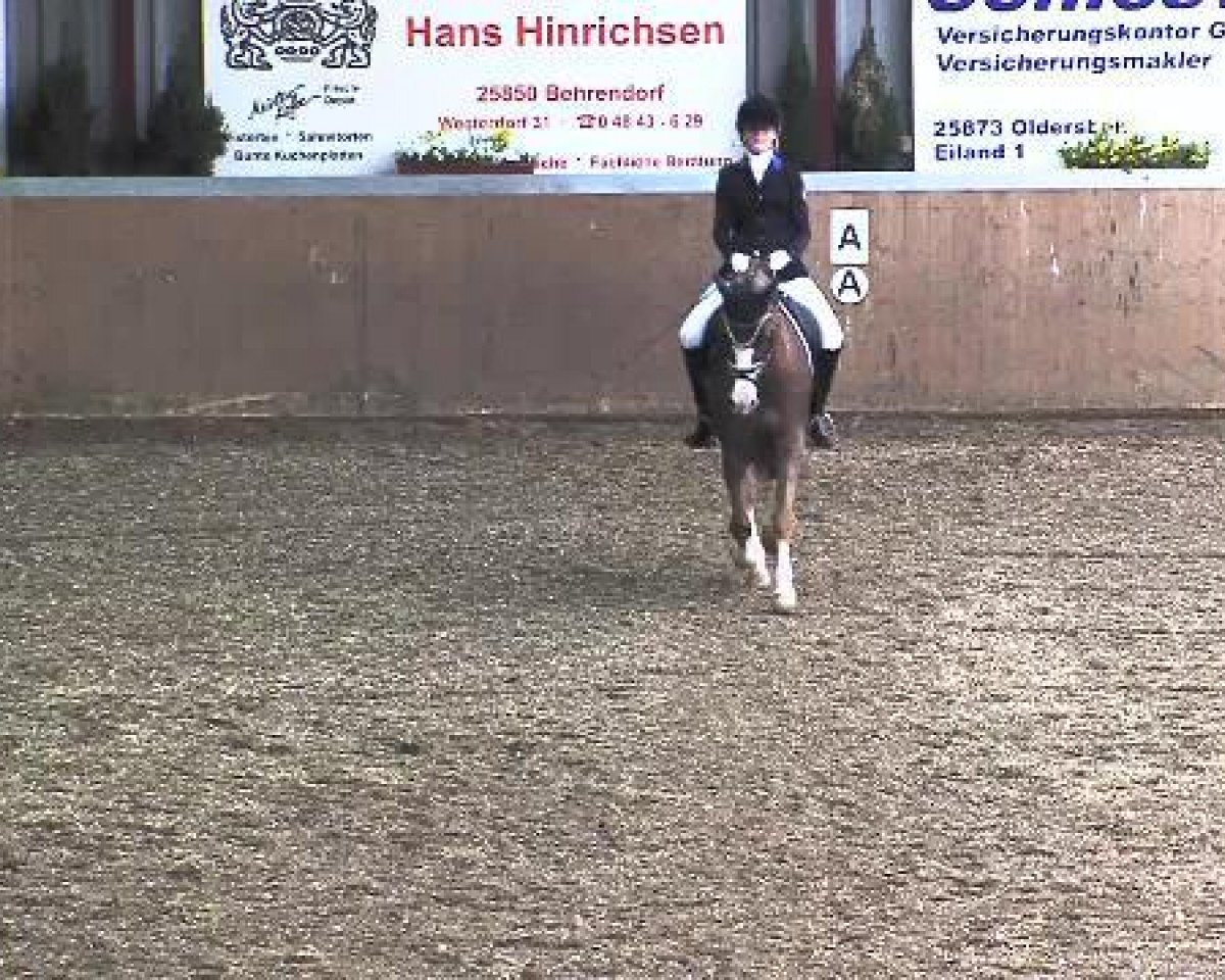 dressage horse Mackintosh BL (German Riding Pony, 1996, from Brooklands Moonwalker)
