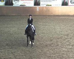 dressage horse Expo 11 (Oldenburg, 2000, from Ex Libris)