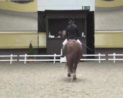 dressage horse Donna (German Sport Horse, 2003, from Duntroon)