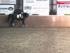 dressage horse Piccolino C (German Warmblood, 2001, from Camaro)