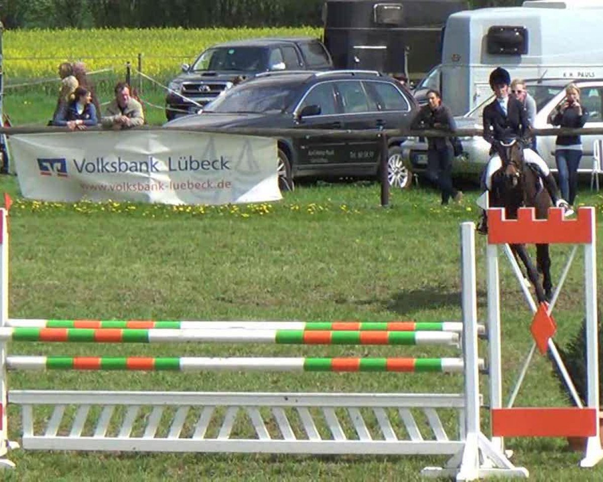 Springpferd Lou Sienna (Holsteiner, 2002, von Loutano)