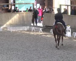 dressage horse Dorina 784 (Sachse, 1999, from Donnerklang A)