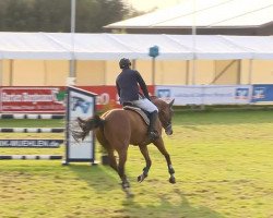 jumper Perdono (Hanoverian, 2002, from Perpignon)