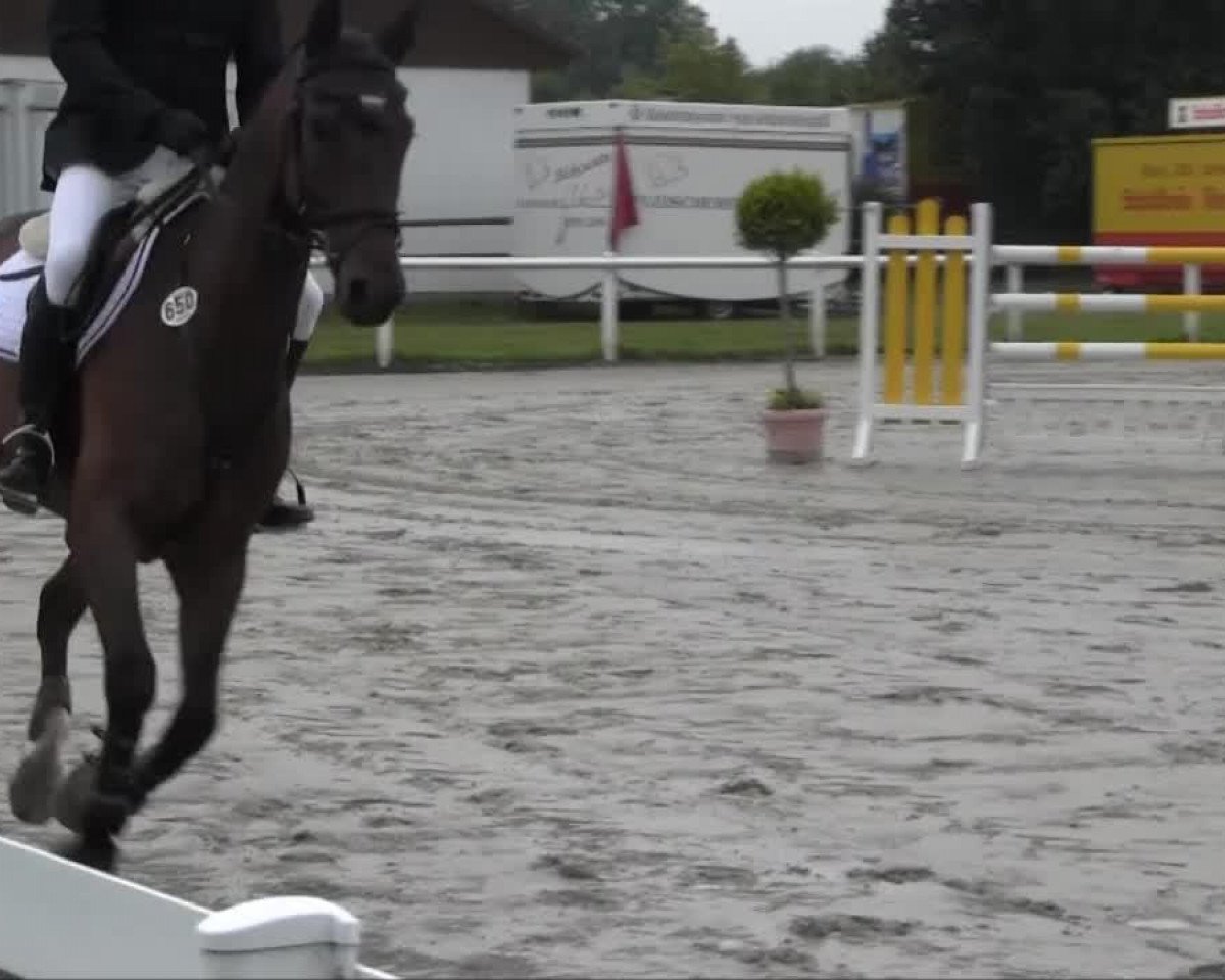 Springpferd Paul 624 (Hannoveraner, 2004, von Perpignon)
