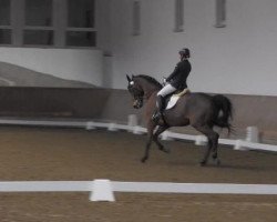 dressage horse Wantango Star (Hanoverian, 2002, from White Star)