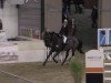 jumper Avec Coeur 9 (Hanoverian, 2004, from Antaeus)