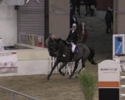 jumper Avec Coeur 9 (Hanoverian, 2004, from Antaeus)