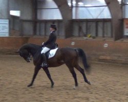 dressage horse Loramilor (Holsteiner, 2005, from Loran)