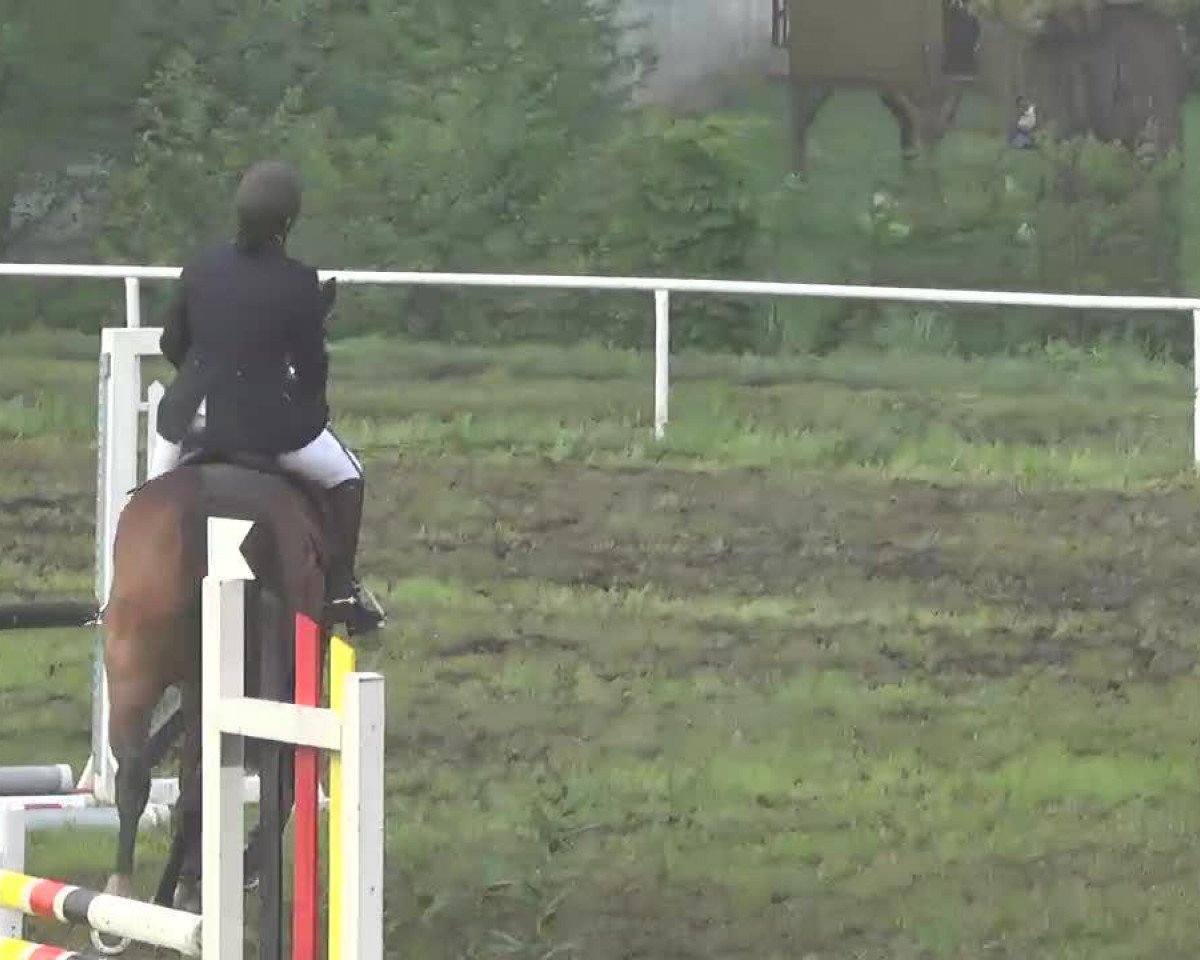 Springpferd Cinnemon Cree (Holsteiner, 2004, von Classido)