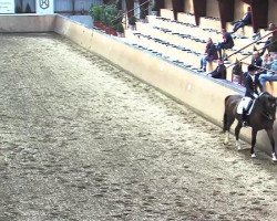 dressage horse Del Capo (Hanoverian, 2006, from Desperados FRH)