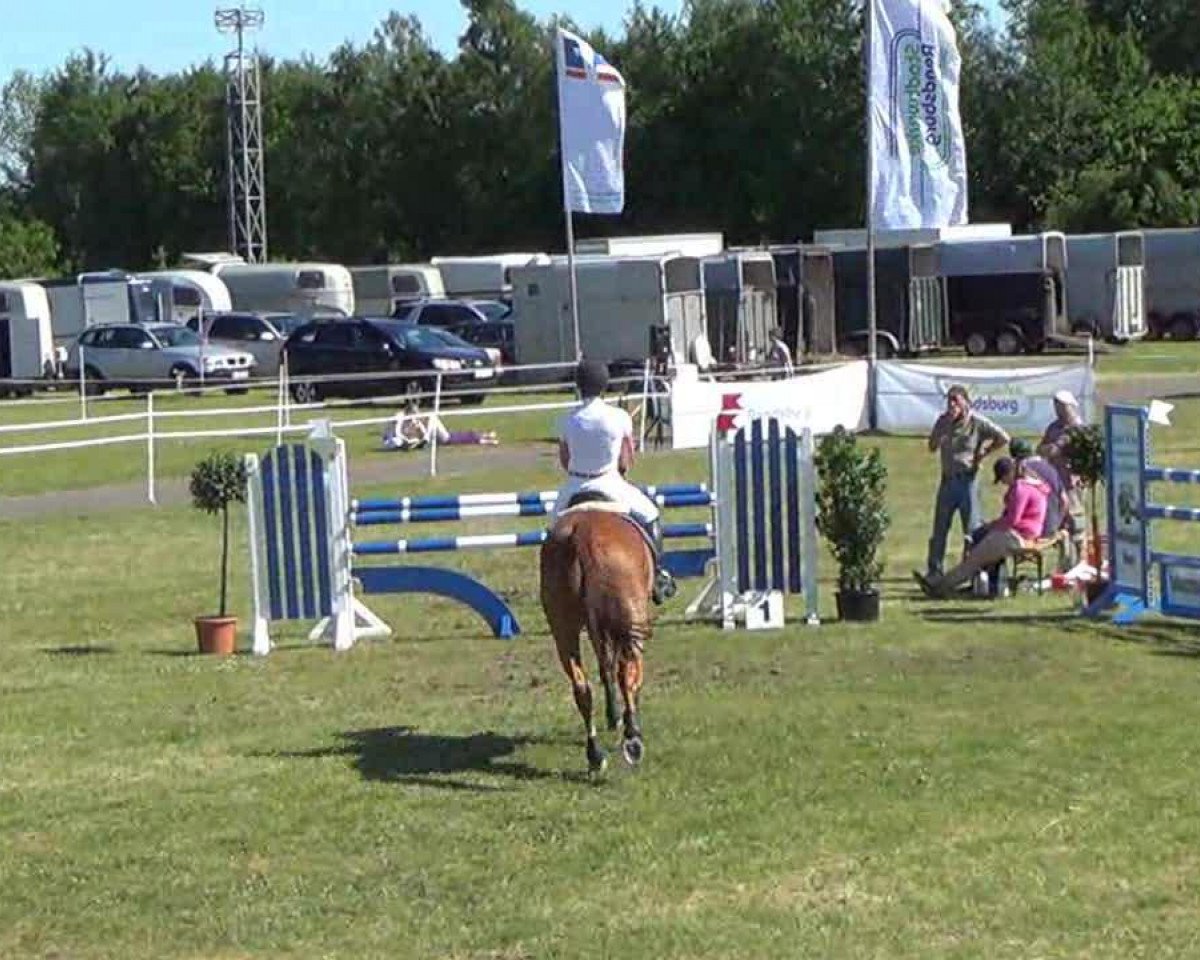 Springpferd Catch me 11 (Oldenburger Springpferd, 2003, von Ciacomo)