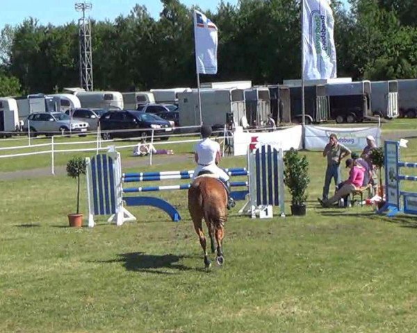 jumper Catch me 11 (Oldenburg show jumper, 2003, from Ciacomo)