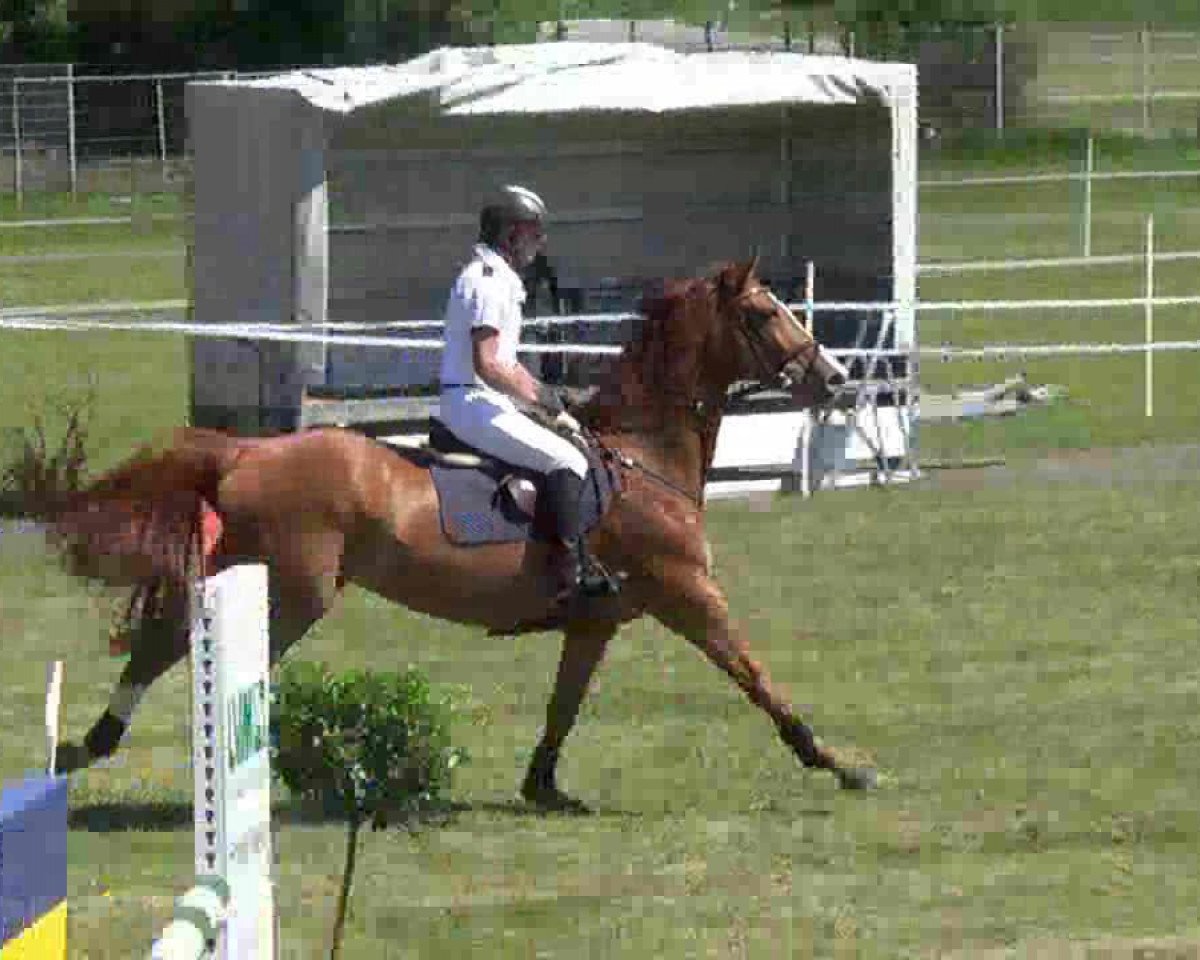 Springpferd World Lady 47 (Holsteiner, 2006, von Canto)