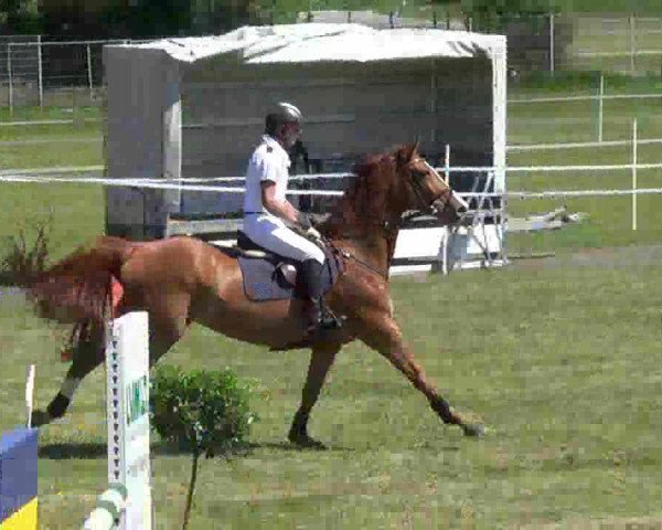 jumper World Lady 47 (Holsteiner, 2006, from Canto)