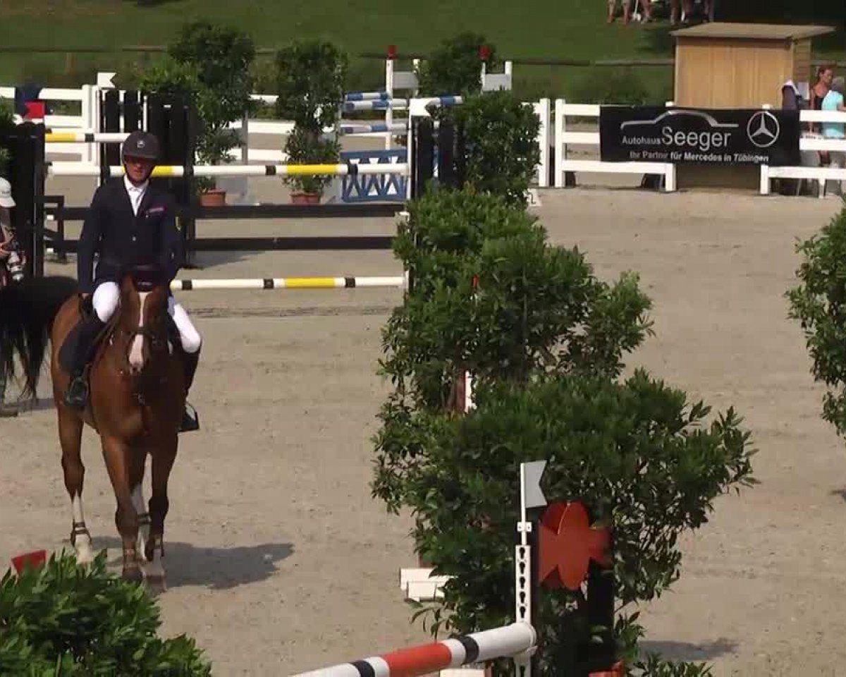 Springpferd Zurich (KWPN (Niederländisches Warmblut), 2004, von Berlin)