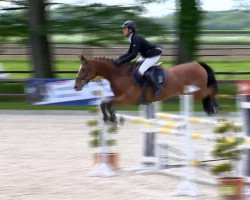 broodmare Haspara (Oldenburg show jumper, 2004, from Berlin)