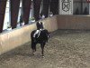 dressage horse Sereno 10 (Hanoverian, 2008, from Stedinger)