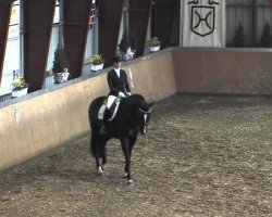 dressage horse Sereno 10 (Hanoverian, 2008, from Stedinger)