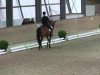 dressage horse Ivanhoe 49 (Trakehner, 1997, from Herzruf)