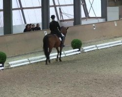 dressage horse Ivanhoe 49 (Trakehner, 1997, from Herzruf)