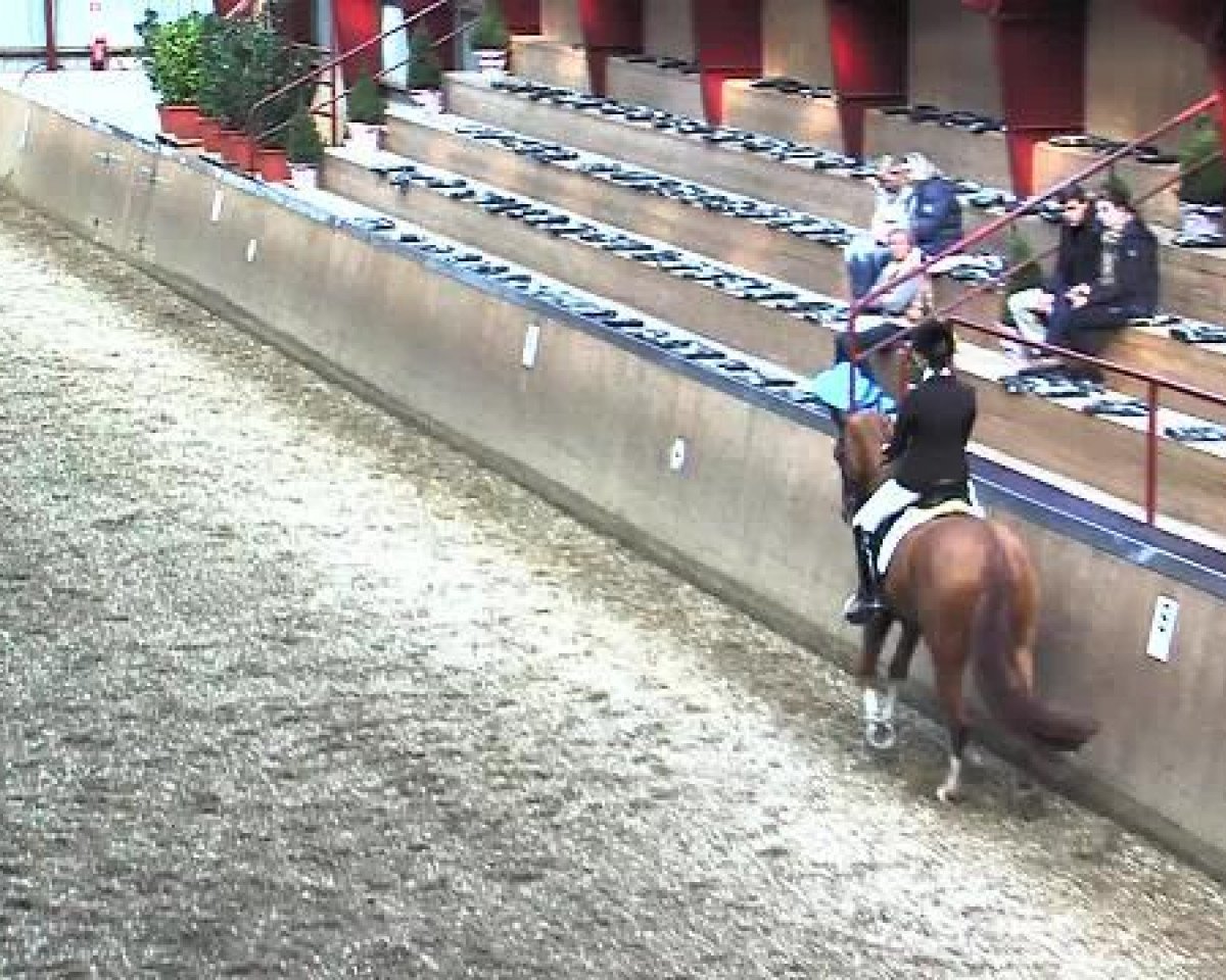 dressage horse Campel vom Klint (Hanoverian, 2009, from Casillas 2)