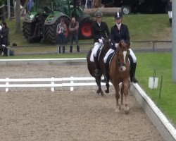 dressage horse Charly 1321 (German Riding Pony, 2006, from Charm of Nibelungen)