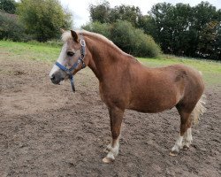 dressage horse Babalou (Welsh Partbred, 1998)