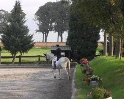 dressage horse Incocco - Jambo (Oldenburg, 1999, from Inselfürst)