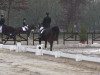 dressage horse Silvio 45 (Westphalian, 1998, from Salamander)