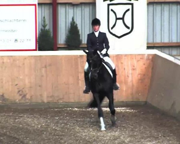 dressage horse Ferisa (Hanoverian, 2009, from First Dance)