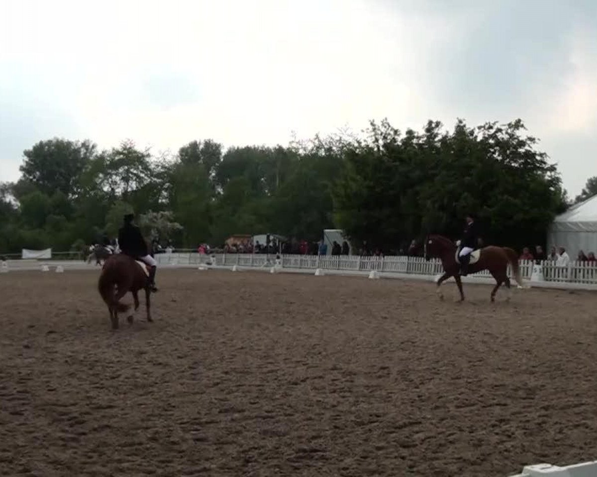 dressage horse Colorado Adventure (German Riding Pony, 1998, from Confetti)