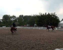 dressage horse Colorado Adventure (German Riding Pony, 1998, from Confetti)