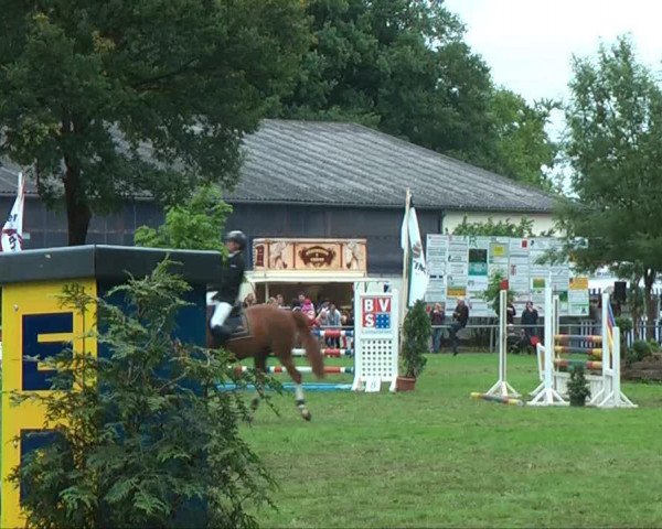 Springpferd Top Kleiner Bruder (Deutsches Reitpony, 2005, von Top Karetino)