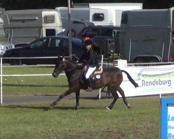 jumper Milan (New Forest Pony, 1993, from Mambo Moscan)