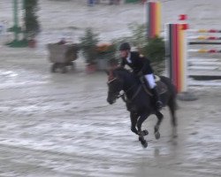 jumper Mambrino 12 (New Forest Pony, 2000, from Mambo Moscan)