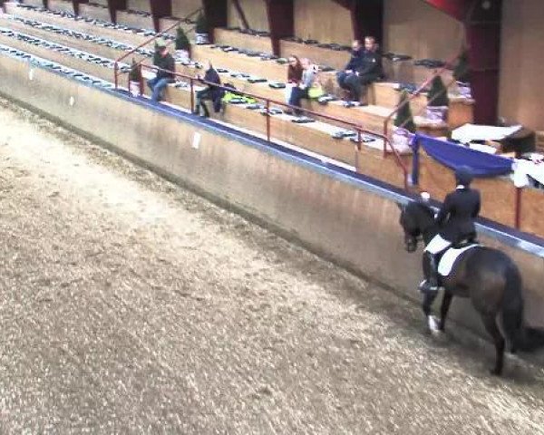 dressage horse Evidan (KWPN (Royal Dutch Sporthorse), 2009, from Florencio I)