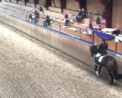 dressage horse Evidan (KWPN (Royal Dutch Sporthorse), 2009, from Florencio I)