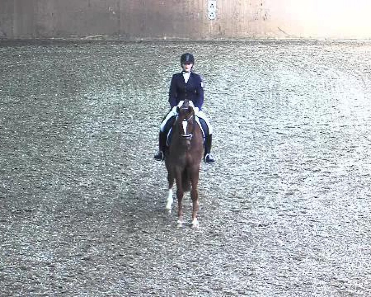 Dressurpferd Siebter Sinn (Hannoveraner, 2009, von Sir Donnerhall I)