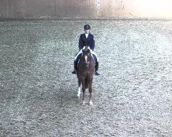 dressage horse Siebter Sinn (Hanoverian, 2009, from Sir Donnerhall I)