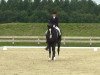 dressage horse Lamberti 7 (Oldenburg, 2000, from Lamentos)