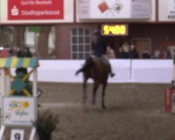 Springpferd Lucia 185 (Oldenburger, 2003, von Looping)