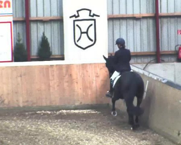dressage horse Delino 4 (Hanoverian, 2008, from Dancier)