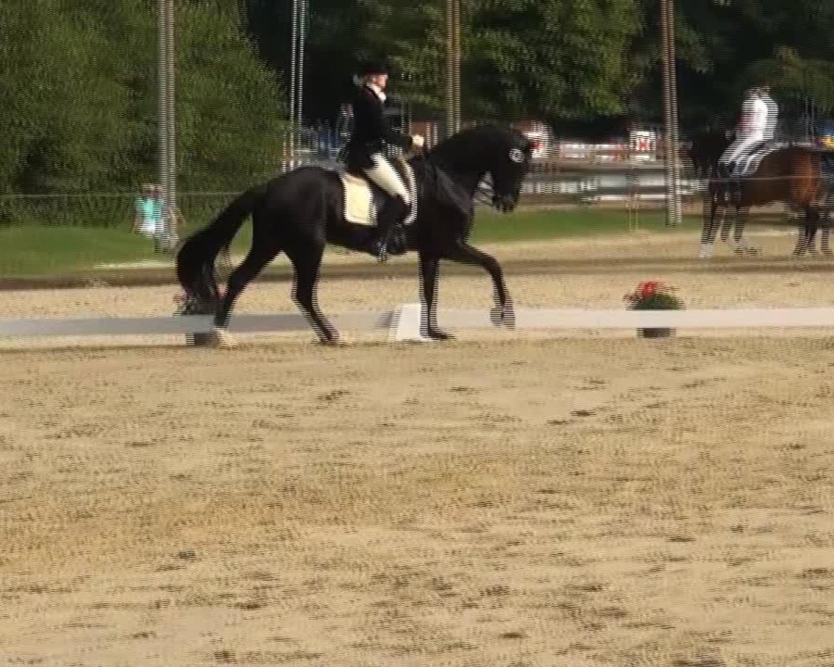 Pferd Rosenstolz 85 (Oldenburger, 2006, von Royal Dance)